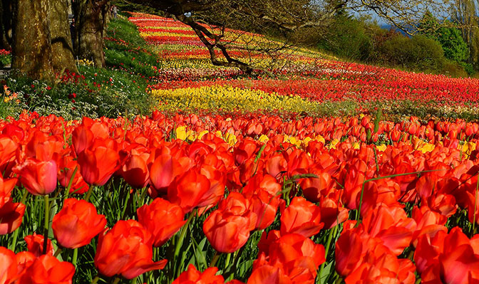 Tulpen Insel Mainau